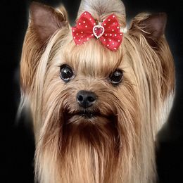 Nessa - Yorkshire Terrier