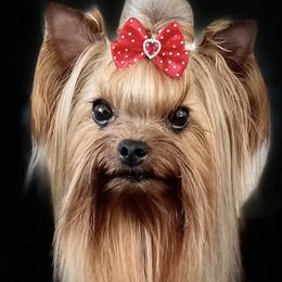 Nessa - Yorkshire Terrier