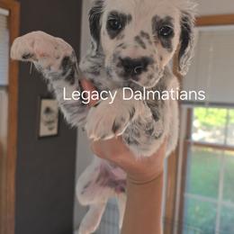 Whisper - White and black female Dalmatian puppy in Janesville, Wisconsin from Legacy Dalmatians