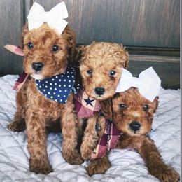 Goldendoodle Puppies from Proctor’s Petite Goldendoodles