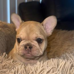 Cream girl - Cream female French Bulldog puppy in Muncie, Indiana from Seven Blessings Frenchies