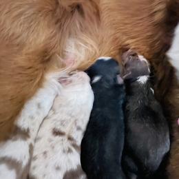 Border Collie Puppies from SoCal Border Collies