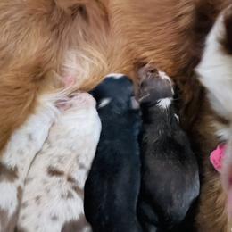 Border Collie Puppies from SoCal Border Collies