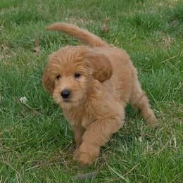Eddie - Apricot male Goldendoodle puppy in Georgetown, Tennessee from Georgetown Designer & Purebred Puppies