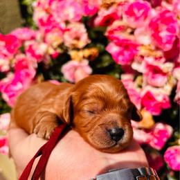 Ariel - Apricot female Cavapoo puppy in Jackson, California from Disney Doodles