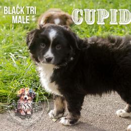 Cupid - Black tri male Miniature American Shepherd puppy in Ferndale, California from Lost Coast Aussies
