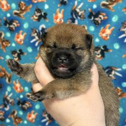 Kaguya - Red female Shiba Inu puppy in Marshall, Minnesota from Tobitatsu Shiba Inu