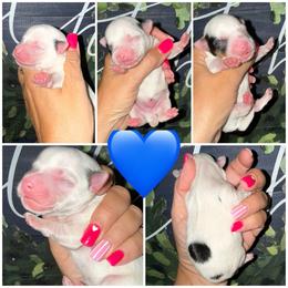 Oakley - Black & tan tri-color male Morkie puppy in Cleveland, Tennessee from Moody’s Morkies and More