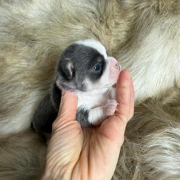 Malachi - Silver Blue Tricolor Male - Silver and white male Chihuahua puppy in Laurel, Mississippi from Home of Tiny Chihuahuas