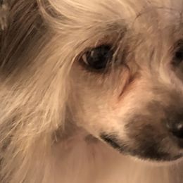Boy 1 - Chinese Crested puppy in Pinedale, Arizona from Aradia