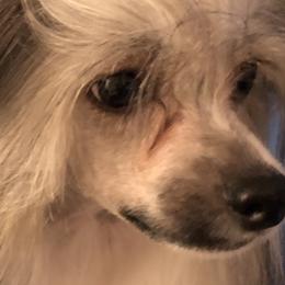 Boy 1 - Chinese Crested puppy in Pinedale, Arizona from Aradia