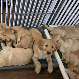 Boy 3 - Golden male Golden Retriever puppy in Albany, Oregon from Sutter Bay Retrievers