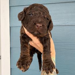 Charlie - Phantom male Bernedoodle puppy in Fortuna, California from Dalton Poodles and Doodles