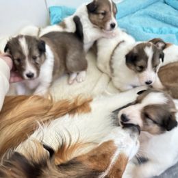 Collie puppies from Franklin Farm Collies