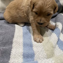 Purple-Mini - Red  female Goldendoodle puppy in Millville, New Jersey from Michelle's Doodles