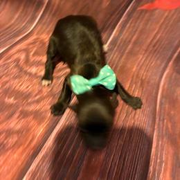 Bailey - Chocolate female Havapoo puppy in Brookings, South Dakota from Hofer Pups