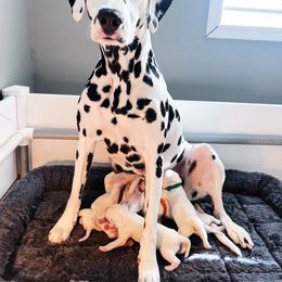 Dalmatian Puppies from Seaside Dalmatians