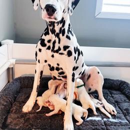 Dalmatian Puppies from Seaside Dalmatians