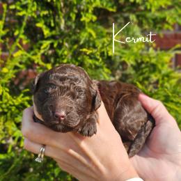 Boy 2 - male Newfypoo puppy in Hardin, Kentucky from Bluegrass Newfypoos