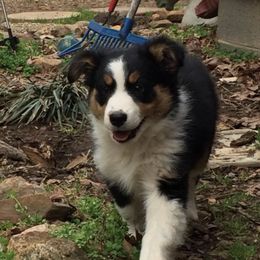 Aussiedoodle and Miniature Australian Shepherd Puppies from Craven’s Creakin’ Cedars Company