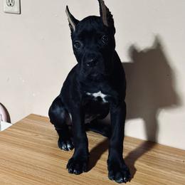 Zaria - Black female Cane Corso puppy in Houston, Texas from Mortaio Cane Corso