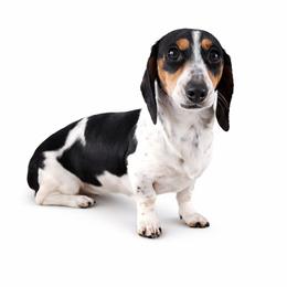 Luna - Dachshund