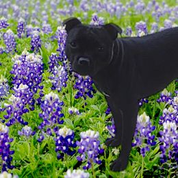 Inka - Staffordshire Bull Terrier