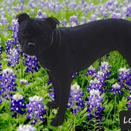 Inka - Staffordshire Bull Terrier