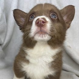 Barrel - Liver and white male American Corgi puppy in Grants Pass, Oregon from KnR Antler Dogs