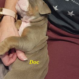 Bulldog Puppies from Wiggle Butts Bulldogs