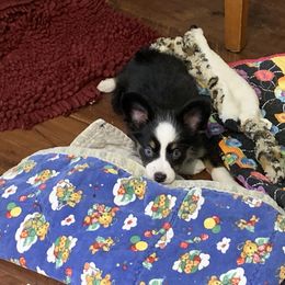 Toy Australian Shepherd Puppies from Desert Fox Aussies