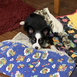 Toy Australian Shepherd Puppies from Desert Fox Aussies