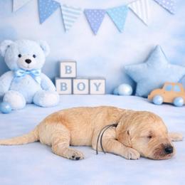 Walt Disney - Cream male Goldendoodle puppy in Houston, Texas from Were The Mack'Doodles