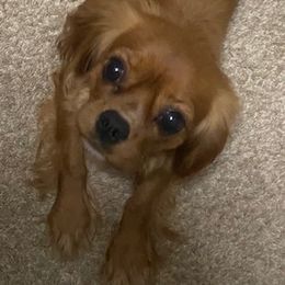 Bella Rae - Cavalier King Charles Spaniel