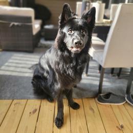 German Shepherd All Grown Up from Oakley Acres Shepherds
