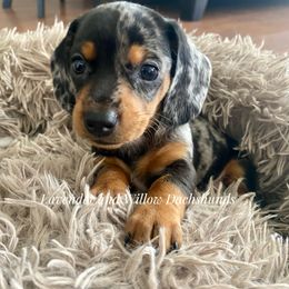 Dachshund Puppies from Lavender and Willow Dachshunds