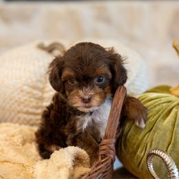 Chai - Chocolate male Havapoo puppy in South Jordan, Utah from Sage Puppies