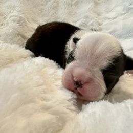 Girl 1 - Boston Terrier puppy in George West, Texas from Duke of Earl’s Boston Terriers