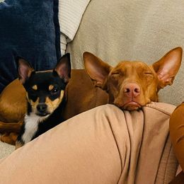 Pharaoh Hounds from Sumaria Hounds