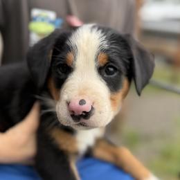 Purple girl - Black, white and red female Greater Swiss Mountain Dog puppy in Woodland, Washington from Woodland Swissie’s