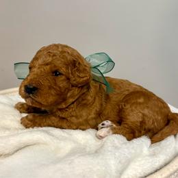 Squints - Red  male Goldendoodle puppy in Dayton, Tennessee from MK Goldendoodles