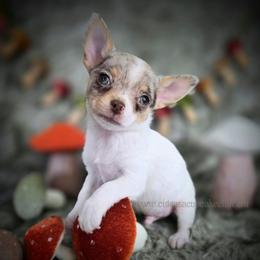 Splash - Merle male Chihuahua puppy in Piqua, Kansas from Cute As A Cupcake Chihuahuas