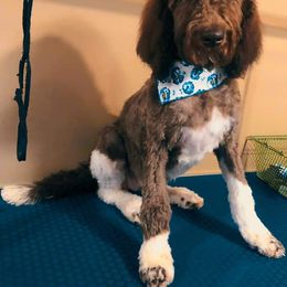 Coco - Goldendoodle