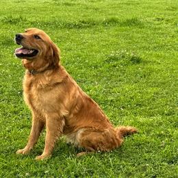 Palmer - Golden Retriever
