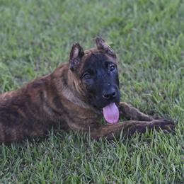 Blaze - Tiger female Perro de Presa Canario puppy in Tickfaw, Louisiana from La Fundación K-9