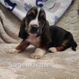 Sarge - Black brown and white male Basset Hound puppy in Newton Grove, North Carolina from MGA Basset Hound