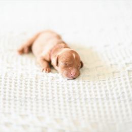 Cavapoo and Goldendoodle Puppies from Harper Doodles