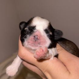 Charlie (potentially available soon) - Gold and white male Shih Tzu puppy in California from Fairy Tails Shih Tzus CA