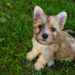 Companion Cross, Havanese, Mal-Shi, Maltese, Maltipoo, Morkie, and Shih Tzu Puppies from Seeking Shalom Acres Maltese, Maltipoos & Havamalts