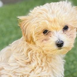 Cavapoos and Maltipoos from Disney Doodles